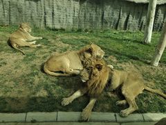 -北京野生动物园