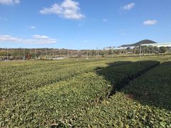 -雪绿茶博物馆