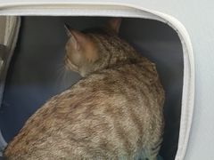 -瑞派伍一宠物医院·眼科·骨科·猫科转诊中心(马王堆院)