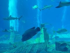 -亚特兰蒂斯•OSSIANO奥西亚诺海底餐厅