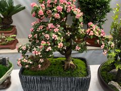 -秦美花卉(天朗·莱茵小城2期店)