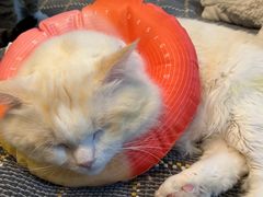-纳吉亚猫专科动物医院(康都外科中心)