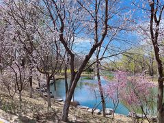 -大兴滨河森林公园