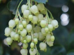 -墨尔本皇家植物园