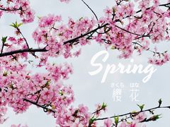 -顾村公园