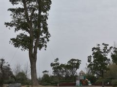 -上海崇明金茂凯悦酒店