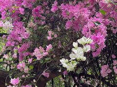 -深圳国际园林花卉博览园