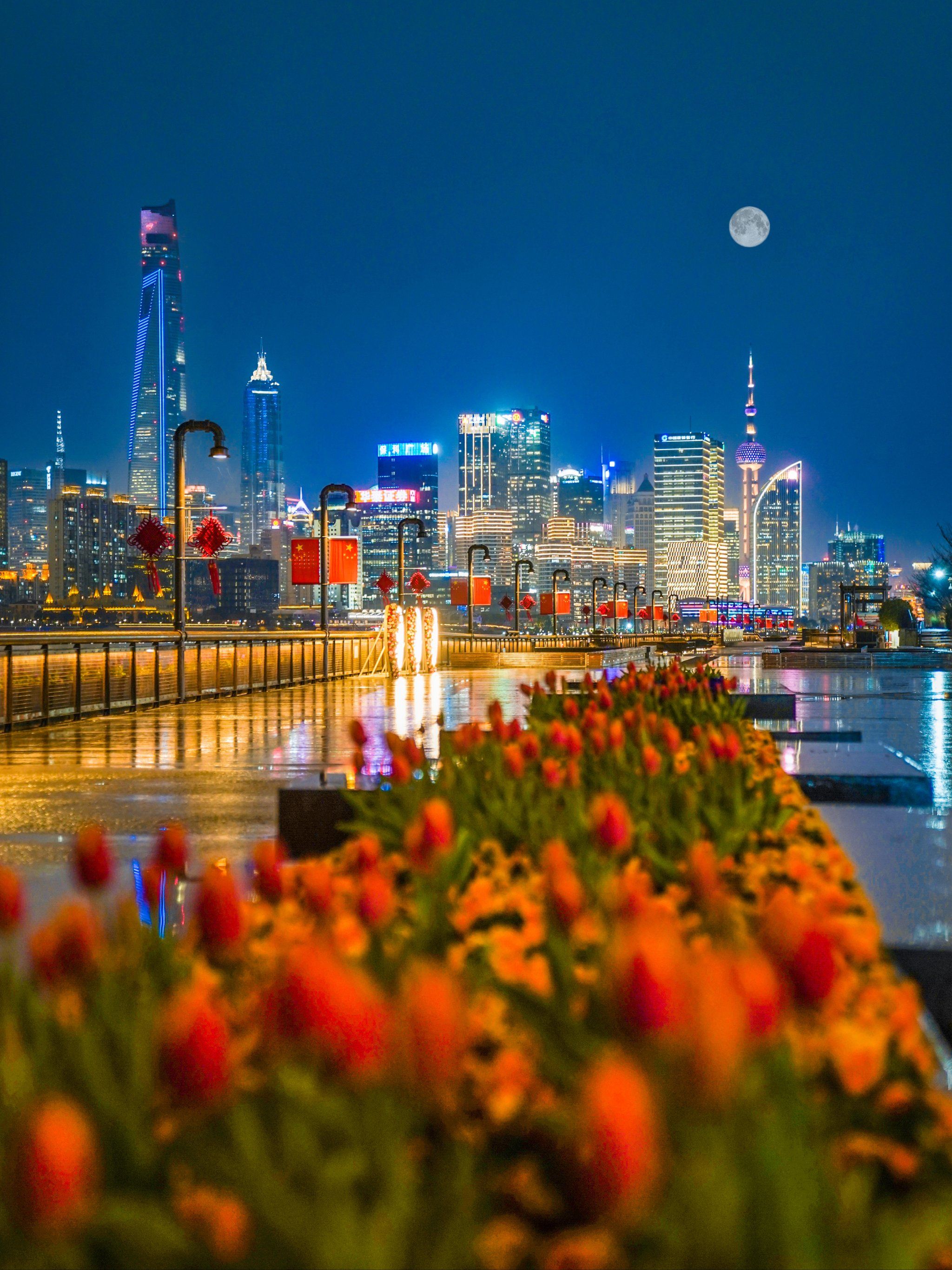 2.14🌷杨浦滨江郁金香开在雨夜的情人节