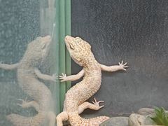 -上海大自然野生昆虫馆(东方明珠·爬宠昆虫探索中心)