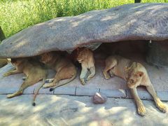 -北京野生动物园