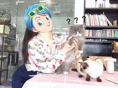 -吉丁鸟咖·异宠·寄养