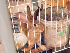 -马陆小张葡萄园农家乐