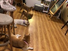 -柴犬高等学院·狗咖·柴犬售卖·宠物训练