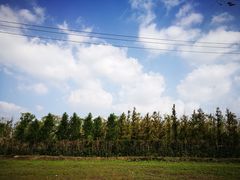 -上海长兴岛郊野公园