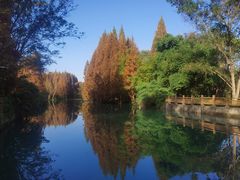 -桤木河湿地公园