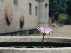 -龙潭水乡