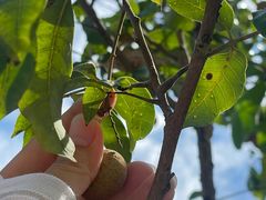 -香竹农庄•传统竹筒饭(十年店)