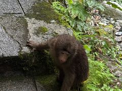 -西岭雪山大飞水景区