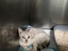 -关爱动物医院·心脏·中兽医·异宠(金牛路分院)