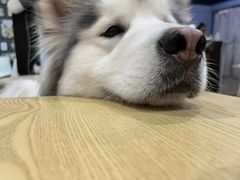 -汪说·狗咖(旺城大厦店)