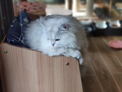 -猫大福·Fortune Cat猫舍(百子湾店)