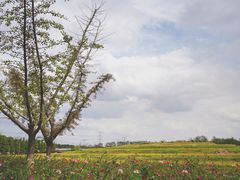 -乌村