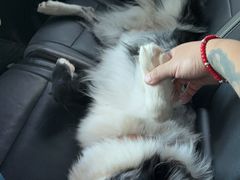 -派美特宠物医院·核磁CT·骨科肿瘤·疑难转诊(沈农禾丰店)