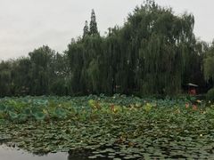 -三圣花乡旅游区