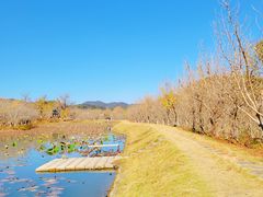 -千年银杏谷文化旅游区