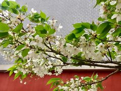 -四川大学(望江校区)