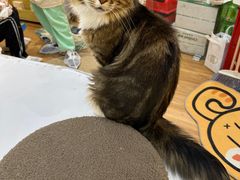 -COLOR PETS 撸猫馆·购猫·猫咖(长风大悦城店)