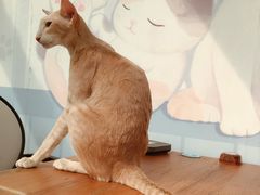 -猫小院猫主题咖啡厅(北锣店)