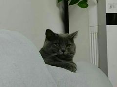 -糯米喵星人·撸猫猫舍咖啡馆(西市场嘉华店)