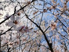 -桃花堤公园