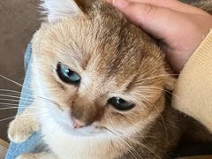 -飞行喵MR PILOT|猫舍·猫咖(静安大融城店)