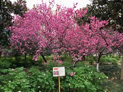 -洛阳市隋唐城遗址植物园