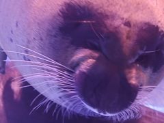 -上海海昌海洋公园-冰山北极馆