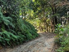 -黄埔油麻山森林公园