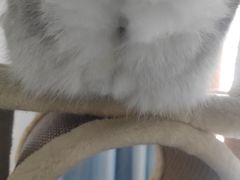 -创凡宠物医院·骨专科  猫科中心(西乡分院)