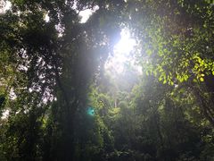 -莫里热带雨林景区