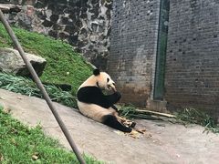 -都江堰中华大熊猫苑