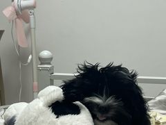 -博特宠物医院24h犬猫全科.骨科·异宠