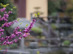 -慧因高丽寺