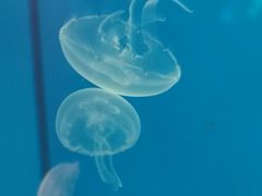 -顺德南宏海立方海洋公园