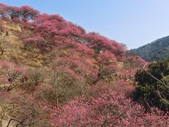 -新建村梅花