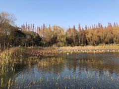 -昆山城市生态森林公园