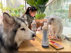 -李小姐の猫咖啡馆(五角场店)