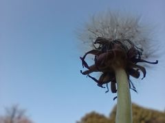 -莲花岛景区