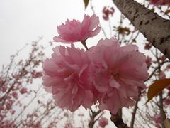 多瓣樱花DSCN9604-天适樱花悠乐园