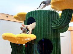 -帕帕拉兹宠物(亚洲旗舰店)